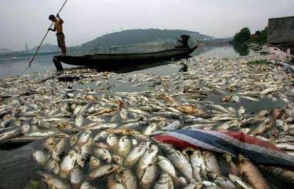 氨氮超標有哪些危害?怎么處理氨氮超標?- 氨氮超標有哪些危害?怎么處理氨氮超標?-